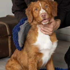 Scruffs Noodle Mitt -Pet Care Supplies Store Blue Noodle Mit 1 740x 75bcc5f7 644e 446a b838 2e532d49be8f