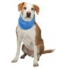 Trixie Dog Cooling Bandana -Pet Care Supplies Store cooling bandana for dogs