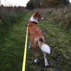 Flexi Neon Reflective Dog Lead 5M (Blue) Med 12 Flexi Neon Reflective Dog Lead 5M (Blue) Med -Pet Care Supplies Store dog with flexi lead 1 08e46a29 36b5 4fd4 960e eafb392ea85d