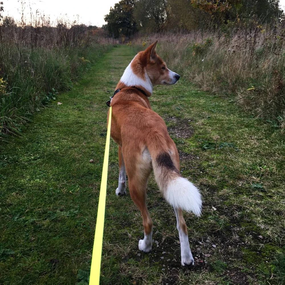 Flexi Neon Reflective Dog Lead 5M (Blue) Med 7 Flexi Neon Reflective Dog Lead 5M (Blue) Med - Image 5