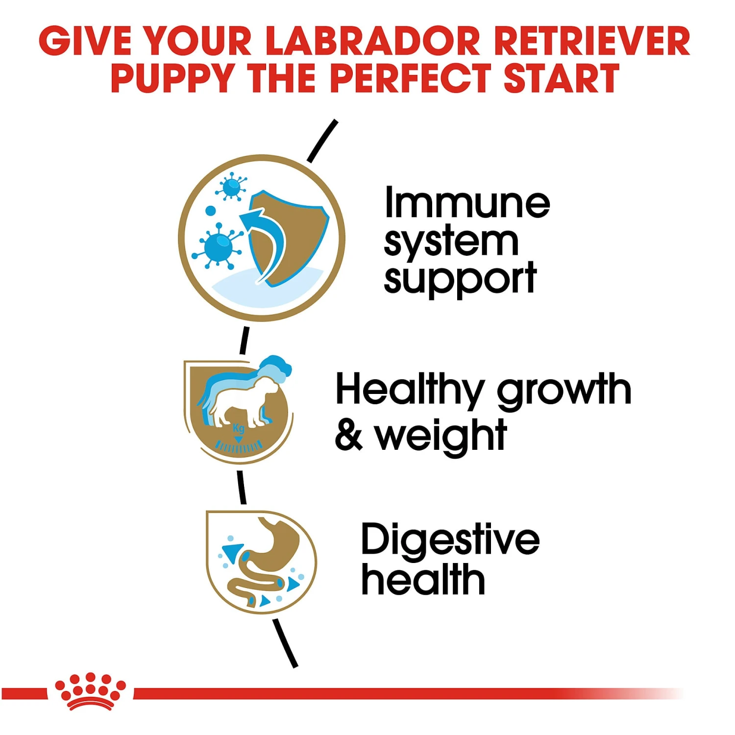 Royal Canin Junior Labrador Retriever 4 Royal Canin Junior Labrador Retriever - Image 2