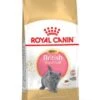 Royal Canin British Shorthair Kitten Dry Cat Food -Pet Care Supplies Store ummqjujuajgin0xkrpmc