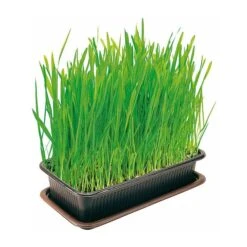 Vitakraft Cat Grass 120g